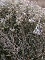 Attēlu rezultāti vaicājumam “Cladonia stygia”