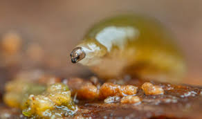 Attēlu rezultāti vaicājumam “Phronia sp. larva”