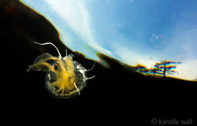 Image result for Phacellophora camtschatica