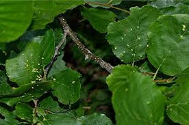 Attēlu rezultāti vaicājumam “Eriophyes laevis”