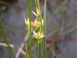 Attēlu rezultāti vaicājumam “Rhynchospora alba flower”