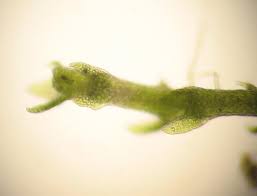 Attēlu rezultāti vaicājumam “Cephaloziella elachista”