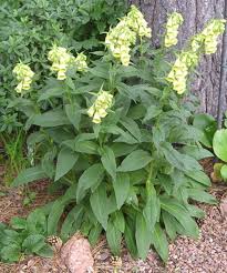 Image result for Digitalis grandiflora