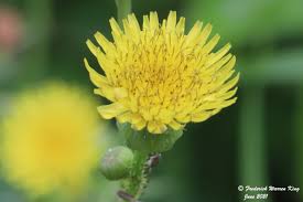 Attēlu rezultāti vaicājumam “Sonchus asper flower”