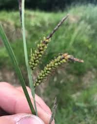 Attēlu rezultāti vaicājumam “Carex cespitosa flower”