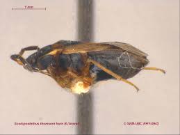 Attēlu rezultāti vaicājumam “Scolopostethus thomsoni”