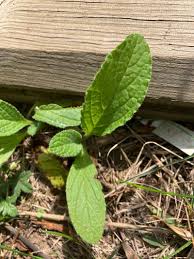 Attēlu rezultāti vaicājumam “Borago officinalis leaf”