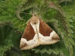 Attēlu rezultāti vaicājumam “Hypena crassalis”