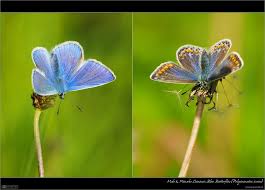Attēlu rezultāti vaicājumam “Polyommatus icarus male”