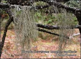 Attēlu rezultāti vaicājumam “Bryoria capillaris”