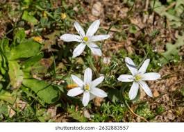 Attēlu rezultāti vaicājumam “Ornithogalum umbellatum flower”