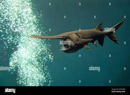 Image result for Polyodon spathula