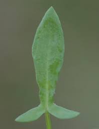Attēlu rezultāti vaicājumam “Rumex acetosella leaf”