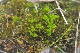 Attēlu rezultāti vaicājumam “Gymnostomum aeruginosum”