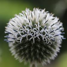 Attēlu rezultāti vaicājumam “Echinops sphaerocephalus”