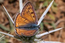 Attēlu rezultāti vaicājumam “Lycaena alciphron male”