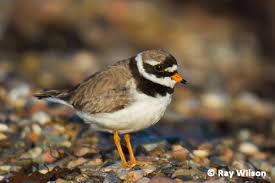 Attēlu rezultāti vaicājumam “Charadrius hiaticula”
