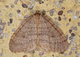 Attēlu rezultāti vaicājumam “Operophtera”