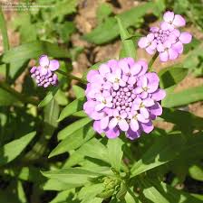 Image result for Iberis umbellata