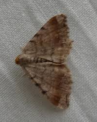 Attēlu rezultāti vaicājumam “Macaria signaria”