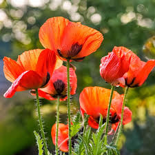 Image result for Mohn