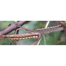 Attēlu rezultāti vaicājumam “Lasiocampa quercus larva”