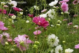 Image result for Cosmos bipinnatus `Double Click`