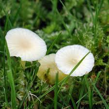 Attēlu rezultāti vaicājumam “Mycena viscosa”