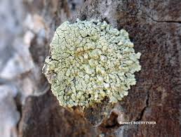 Attēlu rezultāti vaicājumam “Parmeliopsis ambigua”