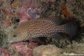 Image result for Cephalopholis cruentata