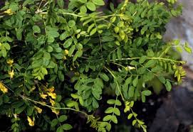 Attēlu rezultāti vaicājumam “Caragana arborescens leaf”