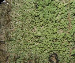 Attēlu rezultāti vaicājumam “Biatora sphaeroides”