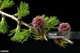 Attēlu rezultāti vaicājumam “Larix kaempferi female flower”