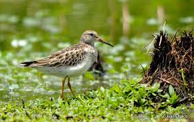 Image result for Calidris melanotos