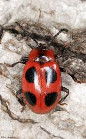 Attēlu rezultāti vaicājumam “Endomychus coccineus”