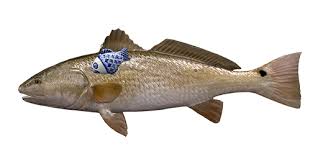 Image result for Sciaenops ocellatus