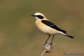 Image result for Oenanthe hispanica