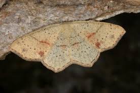 Attēlu rezultāti vaicājumam “Cyclophora punctaria”