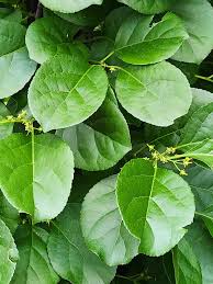 Attēlu rezultāti vaicājumam “Celastrus flagellaris”