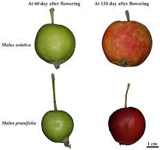 Attēlu rezultāti vaicājumam “Malus prunifolia fruit”