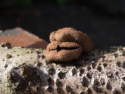 Attēlu rezultāti vaicājumam “Encoelia furfuracea”