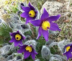 Attēlu rezultāti vaicājumam “Pulsatilla vulgaris flower”