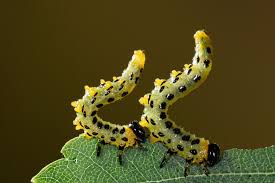 Attēlu rezultāti vaicājumam “Nematus salicis”