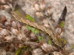 Attēlu rezultāti vaicājumam “Eupithecia subumbrata larva”