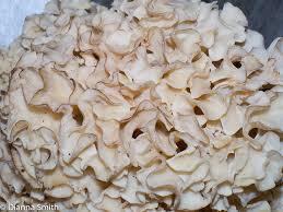 Attēlu rezultāti vaicājumam “Sparassis crispa”