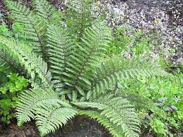 Attēlu rezultāti vaicājumam “Polystichum aculeatum”
