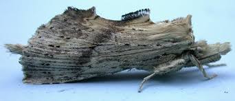 Attēlu rezultāti vaicājumam “Pterostoma palpina”