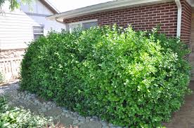 Attēlu rezultāti vaicājumam “Euonymus flower”