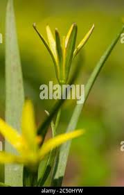 Attēlu rezultāti vaicājumam “Gagea pratensis flower”