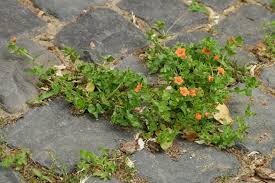 Image result for Anagallis arvensis